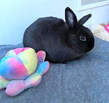 Photo of Doudou