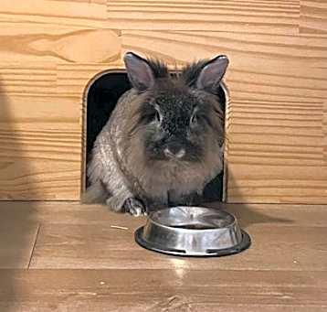 Photo of Cocotte