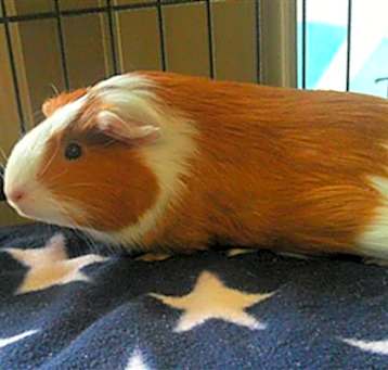 Photo of HAZEL