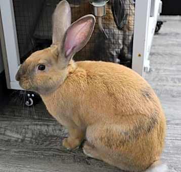 Photo of Butters