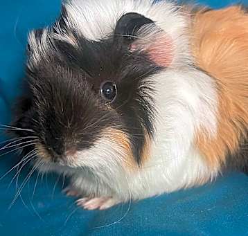 Photo of Rosa