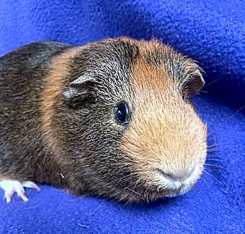 Photo of Linus