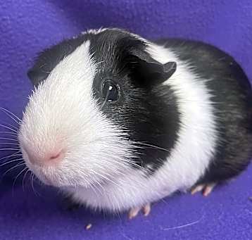 Photo of Panda