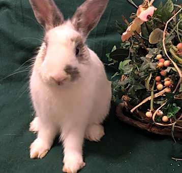 Photo of Fluffy
