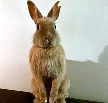 Photo of Creme