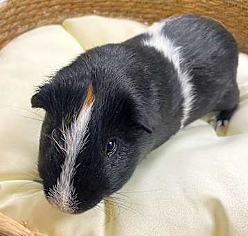 Photo of OREO