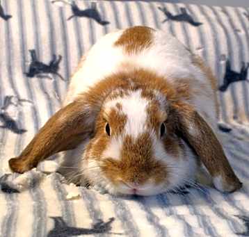 Photo of Nibbler