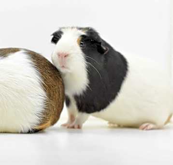 Photo of Chip & Zora