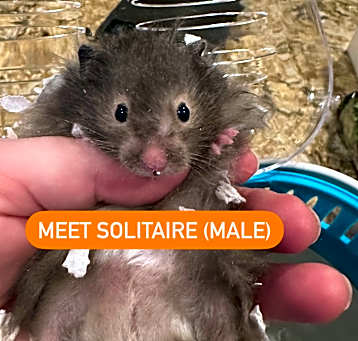 Photo of Solitaire