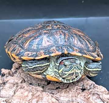 Photo of Oscar