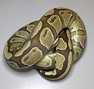 Photo of Pandora
