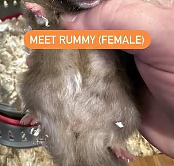 Photo of Rummy