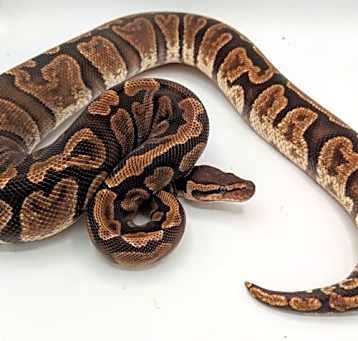 Photo of Reesa