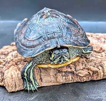 Photo of Rocky