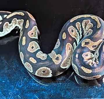 Photo of Sombra