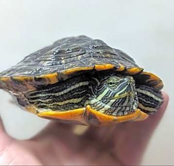 Photo of Squirtle