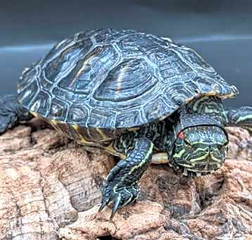 Photo of Tortu