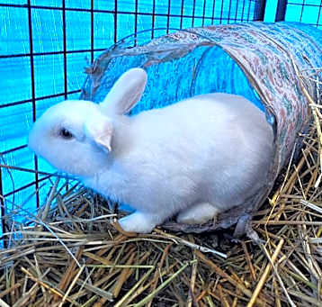 Photo of Blanca