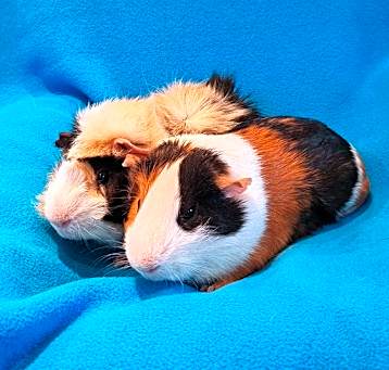 Photo of Smokey and Bandit