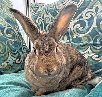 Photo of Amber