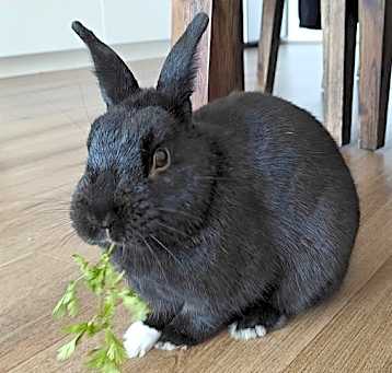 Photo of ARLO