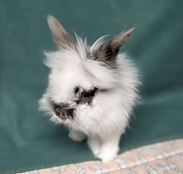 Photo of Hermie