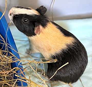 Photo of PEDRITO