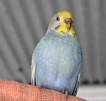 Photo of Cosmo