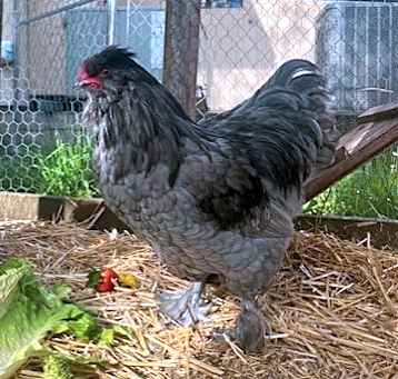 Photo of Patsy