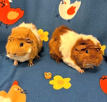 Photo of Nani & Lilo