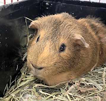 Photo of GUS