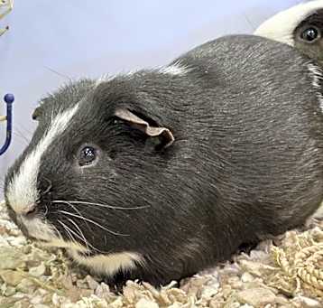 Photo of Reggie