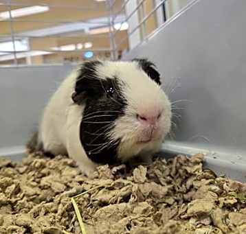 Photo of Rocky