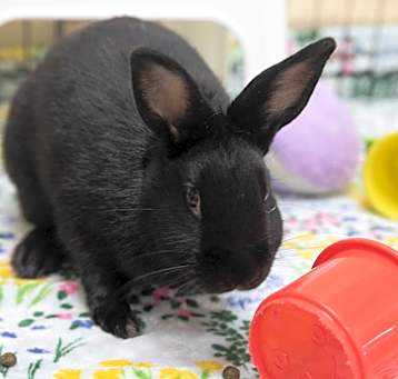 Photo of Bucket