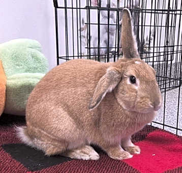 Photo of Hop Tart