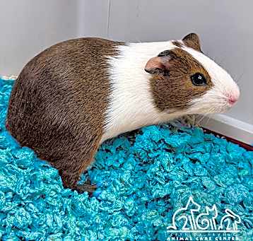 Photo of CREAMPUFF