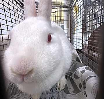 Photo of MARSHMELLOW