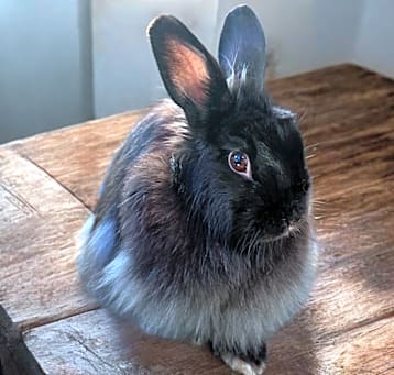 Photo of Jackie Brown(bonded to Mojave)