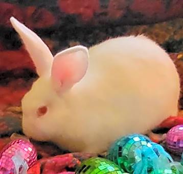 Photo of Shamrock