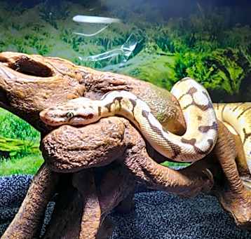 Photo of Linguine