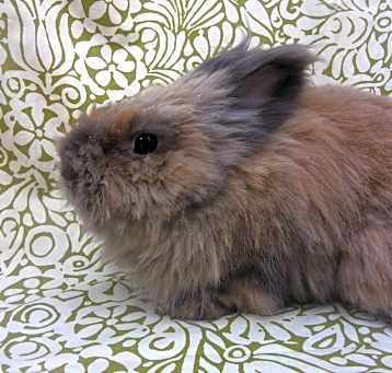 Photo of Daphne
