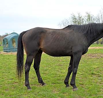 Photo of Valor
