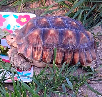 Photo of Journee
