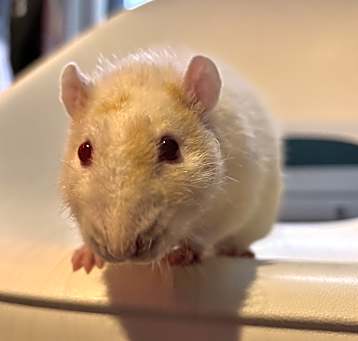 Photo of Copper