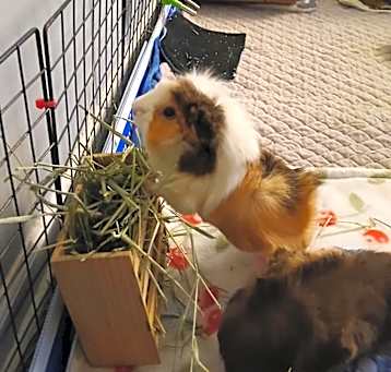 Photo of Strawberry