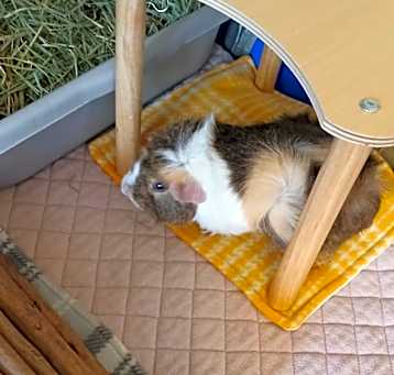 Photo of Raspberry