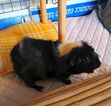 Photo of Blueberry