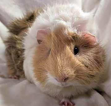Photo of Cirrus