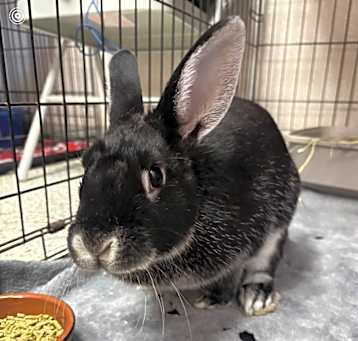 Photo of Smudge
