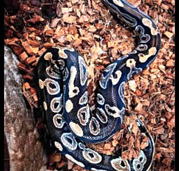 Photo of Boo Radley Macaroni